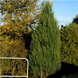 Juniperus Scopulorum 'Skyrocket'